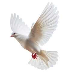 Obraz premium free white dove bird a symbol of love