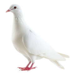 isolated and realistic flying white dove bird
