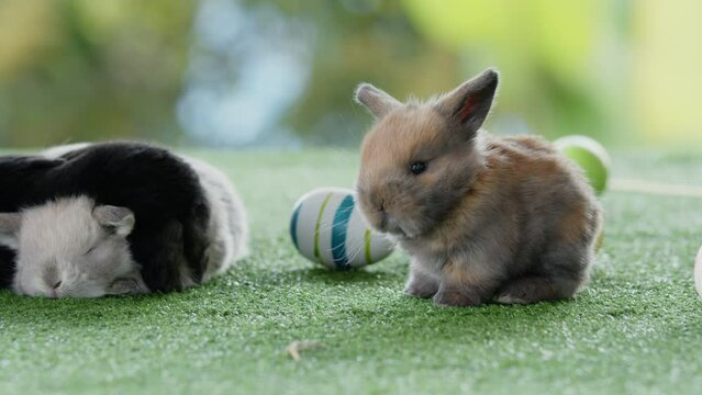 Adorable baby bunnies on artificial green grass near easter eggs. Cute little fluffy rabbits sniffing, looking around with painted eggs on grass.