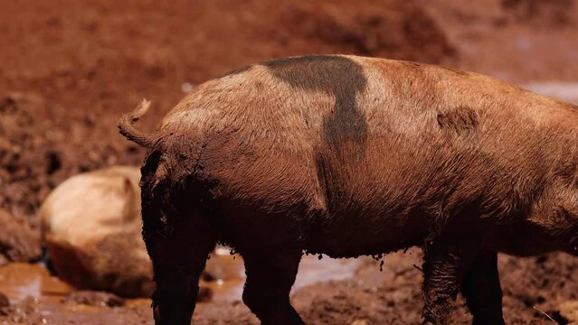 Muddy Pig Wallowing in Nature