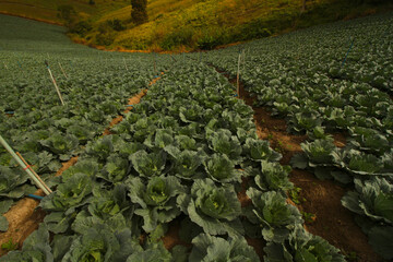 Fototapeta premium Cabbage field