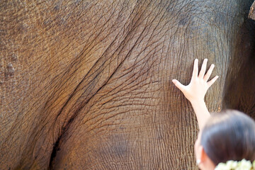 Closeup and back view of beautiful rural Thai woman touching and play with leg of Asian elephant