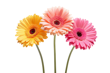 Three gerbera daises, cut out