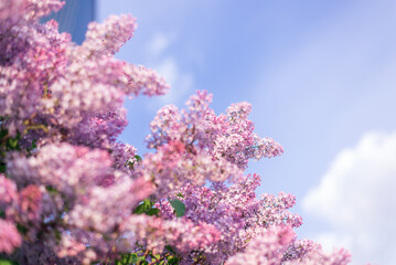 beautiful lilac branch against the sky