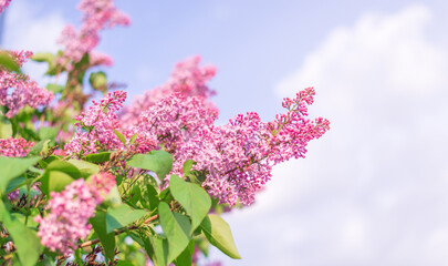 Fototapeta premium beautiful lilac branch against the sky