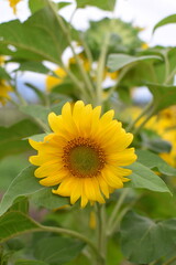 Beautiful sunflowers in the field natural background, Sunflower blooming. Sunny day.