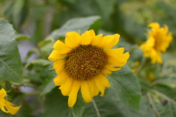Beautiful sunflowers in the field natural background, Sunflower blooming. Sunny day.