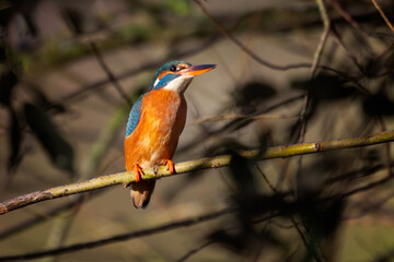 A female kingfisher is perched on a branch and lit by the sunlight. It clearly shows the orange underneath the beak indicating a female