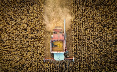 Cosecha  de maíz en campo argentino