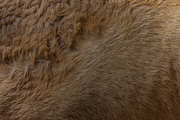 close up of fur texture	