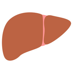 Human Organ Illustration
