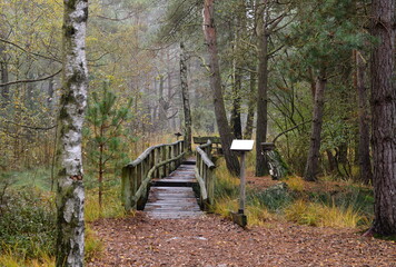 Trail in Autumn in the Fen Grosses und Weisses Moor, Lower Saxony