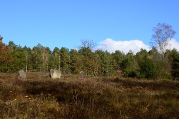 Landscape in Autumn in the Heath Südheide, Lutterloh, Lower Saxony