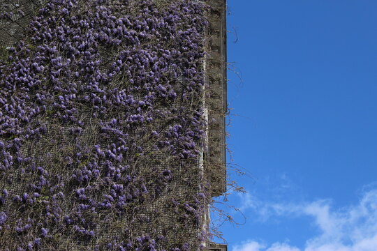 Purple blooming wisteria wall signaling the beginning of spring with blue sky to the right for copy space. Fresh springtime graphic resource background wallpaper screensaver concept - Ixelles, Belgium