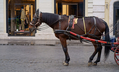 Horse in Piazza di Spagna in Rome. Horse-drawn carriage in Piazza di Spagna waiting for tourists. Horse-drawn carriage are also known as botticelle.