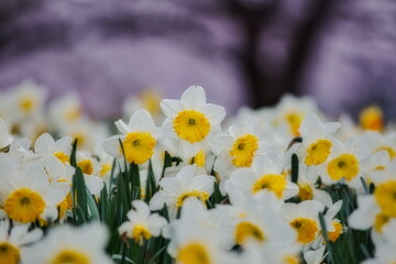 冬から春にかけて街角の花壇には黄色や白いスイセン咲きます