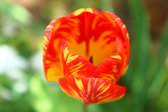 red and yellow tulip