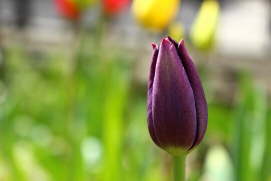 Purple closed tulip in spring in the garden with left side copy space graphic resource background