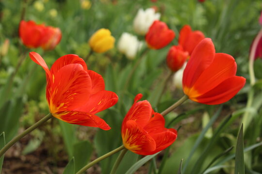 Red and yellow tulips in full bloom in a lush green garden in Ixelles, Brussels, Belgium. Springtime background with Red Emperor tulips, red tulips wit darker streaks and yellow at the bottom or base