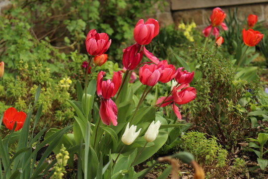 Bunch of pink and red stripped tulips in fool bloom in a garden in Ixelles, Brussels, Belgium. Symbol for spring time, new life, growth. Pink and red tulips in the garden