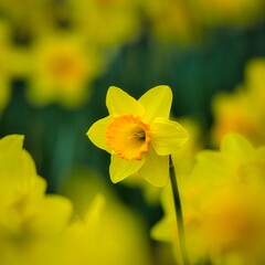 冬から春にかけて街角の花壇には黄色や白いスイセン咲きます