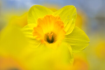 冬から春にかけて街角の花壇には黄色や白いスイセン咲きます