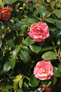 Camellia bush with pink flowers just beginning to decay and copy space. Springtime concept background with text space. Pink roses in garden. 