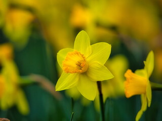 冬から春にかけて街角の花壇には黄色や白いスイセン咲きます