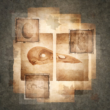 Bird skull rendered on old parchment surrounded by antique photographs of egg, skull and wing details against a background of multi-layered textures, scraps and fragments.