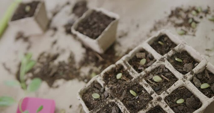 Seedlings sprout in biodegradable pots at home, with copy space