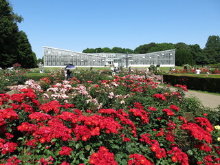 春バラが咲く5月の神代植物公園（ばら園）
