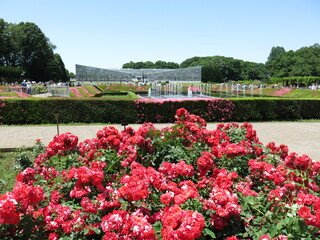 春バラが咲く5月の神代植物公園（ばら園）