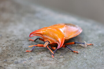 closeup Bull horn beetle, Amissus testaceus, Tessaratomidae ground. Shiny orange beetle with large, beautiful horns.