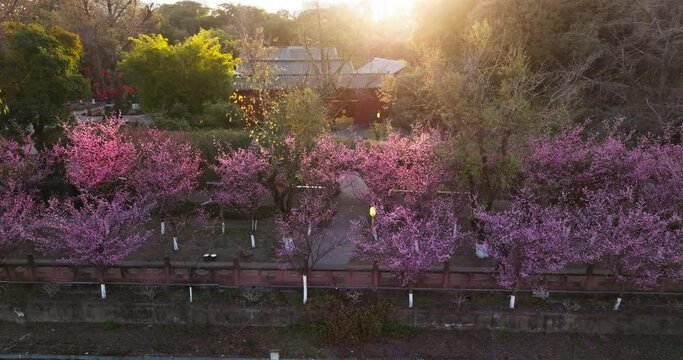 Chengdu Wangjiang Lou park at sunny spring afternoon  by the river with Blooming red plum blossoms