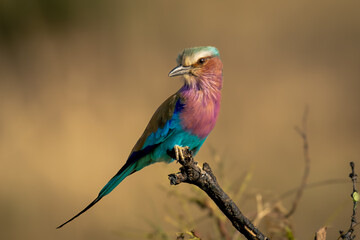 Lilac-breasted roller on dead branch cocks head