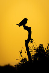 Lilac-breasted roller on dead branch at sunrise
