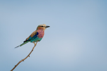 Lilac-breasted roller in profile on slim branch