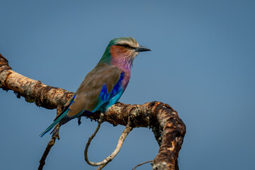 Lilac-breasted roller on branch under clear sky