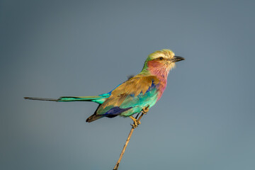Lilac-breasted roller lifting tail on thin branch
