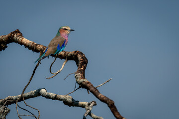 Lilac-breasted roller on branch below blue sky