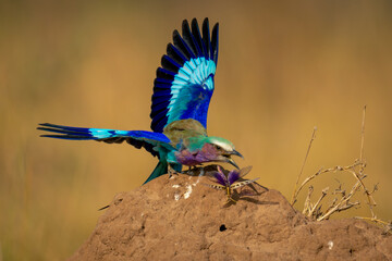 Lilac-breasted roller grabs insect on termite mound