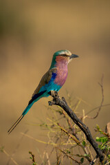 Naklejka premium Lilac-breasted roller on thick twig in profile