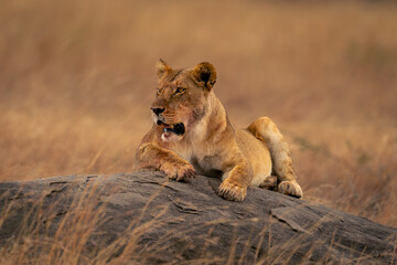 Lioness lies on low kopje turning head