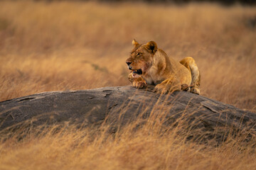Lioness lies crouching on rock in savannah
