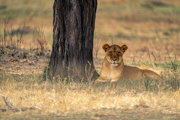 Lioness lies by tree trunk watching camera