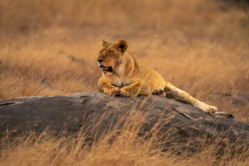 Lioness lies on low kopje staring ahead