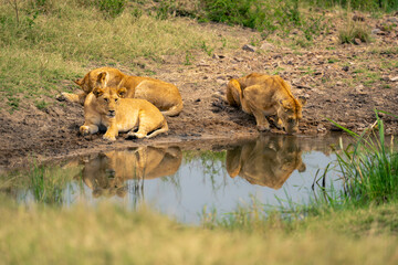 Lioness drinks from waterhole near two others
