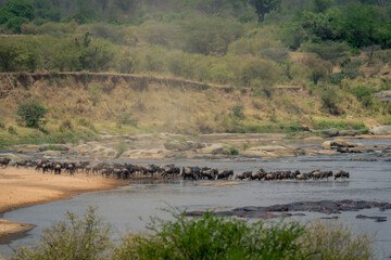 Line of blue wildebeest trot across Mara