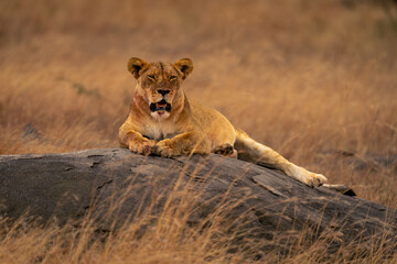 Lioness lies on low kopje facing camera