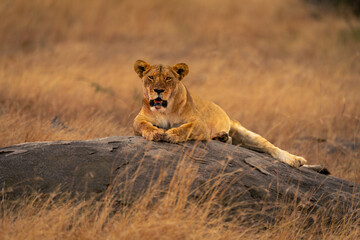 Lioness lies on low rock eyeing camera